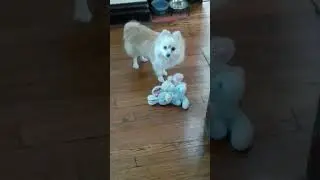 ❤️👼❤️ Baby girl, Sicily Ingracia playtime with her bunnies and sister Sophia ❤️👼❤️ Feb 16, 2021