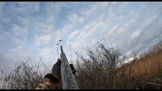 Shooting Waterfowl Over Decoys IOW UK