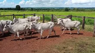 Lote 56