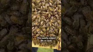 Ever Wondered How Important Bees Really Are?