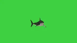 shark green screen video. cartoon green screen.