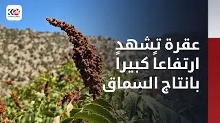 هل شاهدت كيف يزرع السماق وكيف تبدوا ثمرته؟