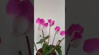 Цикламен Indiaka