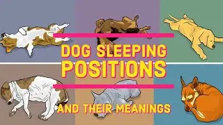 Dog Sleeping Positions And Their Meanings