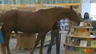 Horse invited to Kentucky library to encourage reading