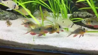 Bolivian ram stand off.