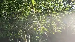 A PEARy funny video