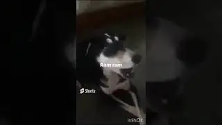 Dog speak ram ram🚩 power of lord ram🚩 #shorts#hindu #hinduism#ram
