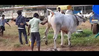 Farmers Feeding and Bathing to Bulls during Ongole Bulls Race in Vijayawada , Best Ongole Bulls Food