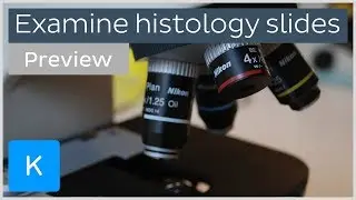 How to examine histology slides: tissues under a microscope (preview) - Human Histology | Kenhub