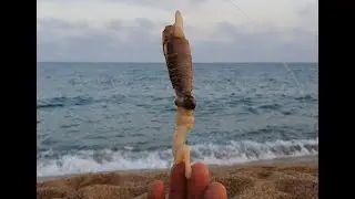 MONTAJE CEBO DURO NAVAJA O MUERGO