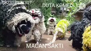 Suger bersama macan sakti awas bantengx ada yg ngamuk lho