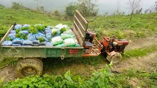 agricultural vehicle transporting wood. rural girl in the countryside logging