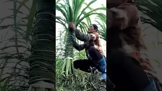 Sugercane Farming. #advancefarming #advanceagriculture #farming #farmingfuture