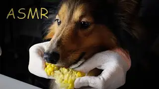 ASMR Puppy Dog eats some Corn Satisfying Relaxing Tingly Eating Sounds No talking #asmr #relaxing 먹방