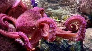 Beautiful Coral Reef Fish Tank Octopus Aquarium | Cineaqua Paris France