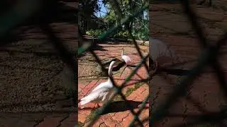 Science center dharmpur #dharampur #sciencecentre #science #animals #birds