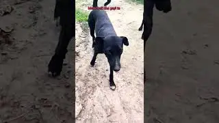 🤣🤣kali gayi baba ke pass jog sekhene 😂😂#funny #youtubeshorts #kallucomedy #kali#cute#dog shorts 🤣😂