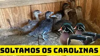 Soltamos os filhotes de Carolina/ nasceram perdizes  feliz 2026 