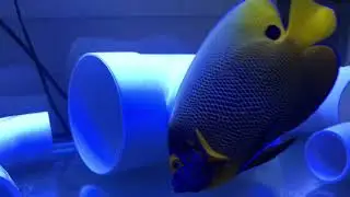 BlueFace Angel, Coral Hog, Blue Spot Vampire Grouper, Signal Goby, Pygmy Angel, Lantern Basslet, an