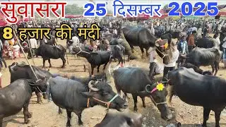 25 दिसंबर 2025 सुवासरा पशु मंडी बाजार।। कम कीमत में शानदार भैंस ले जाए।।