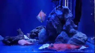 Deepbody  Boarfish (Antigonia capros)