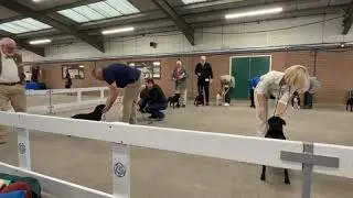 Staffordshire Bull Terrier Dog shows