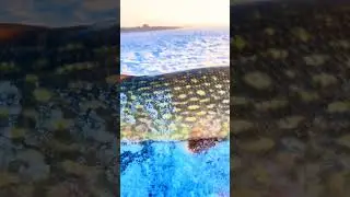 Зимова щука #ukraine #2023 #nature #fishing #рыбалка #fish #рибалка