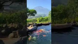 Colorfully Fisha // Butifull Nature