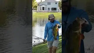 5+ LB Peacock Bass with the DRAG SCREAMING 🎣 #PeacockBass #FloridaFishing #freshwaterfish