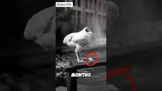 Майк Безголовый Цыпленок: Невероятная история