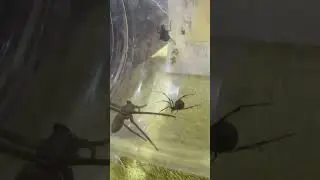 Araña violinista vs viuda negra