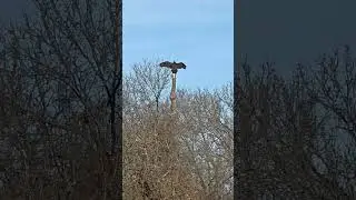 saw this guy on my walk he looks like a totem pole so cool #natureisamazing
