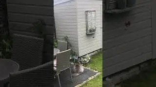 this is a stranger I am calling police #cats #cat #meaow #catgames #kitten #catplay