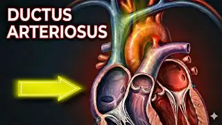 Ductus Arteriosus Explained | Fetal Circulation in 60 Seconds | Medical Animation