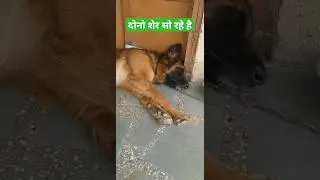 dogs are sleeping#viral #shortsvideo #shortfeed #youtubeshorts #adorabledog #dog #doglover #godscode