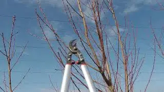 2 éves őszibarack metszése  1. rész