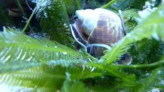 grabende Schnecke - Babylonia sp.