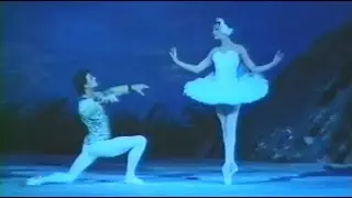 オデットと王子「白鳥の湖」チェルノブロフキナ、ダンチェンコ劇場41、Odette and Prince 