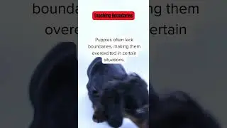 Teaching Your Puppy Boundaries