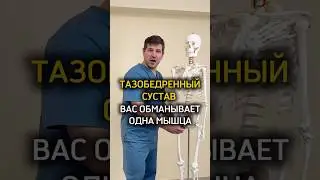 Тазобедренный сустав вас обманывает одна мышца
