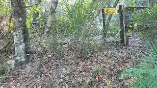 Gopher Tortoise Unable to Read, Posted Trespassing Keep Out, Up Against Fence Cross Seminole Trail!