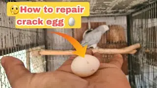 how to repair african grey parrot crack egg. #africangrey #crack_egg#pets