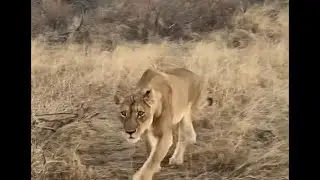 Lionesses Hunting | Masungulo Male Lion took over the Kill | 23 July 2024