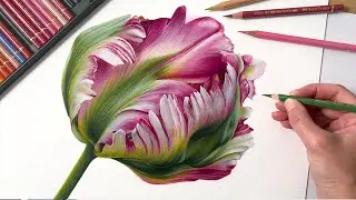Drawing a Parrot Tulip Flower In Colored Pencil | Botanical Drawing