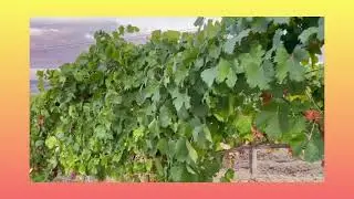 Vigneti