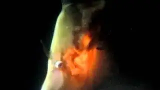 Manly Cove - Night Dive