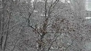 Snow Falling Background Video Footage Free Download - OrangeHD.com