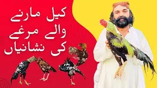 کیل مارنے والے مرغے کی نشانیاں بقول استاد اقبال آف پنوں خیل گروپ 