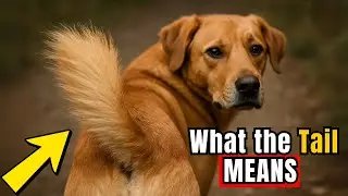 6 Tail Signs That Reveal Exactly How Your Dog Feels